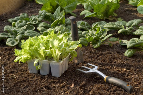 Spring garden