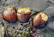 Close-up view of three Tunicates at low tide