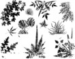 Grunge plant elements