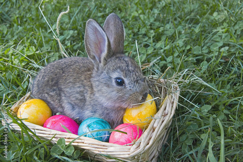 Osterhase
