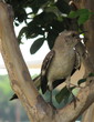 Mockingbird 3