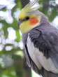 grey cockatiel grey cockatiel