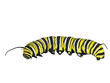 Monarch Caterpillar