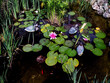 nénuphar