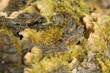 bark moss