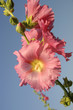 pink flowers  