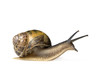 Garden snail in front of a white background Garden snail in front of a white background