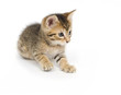 Tabby kitten playing