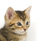 kitten portrait
