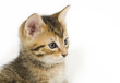 kitten portrait