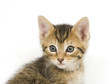 kitten portrait