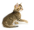 tabby kitten playing