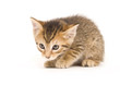 Tabby kitten on white background