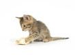 Kitten and cowboy hat