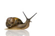 Garden snail in front of a white background Garden snail in front of a white background
