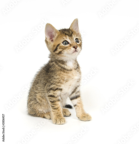 Tabby kitten sitting