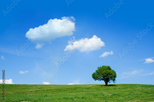Summer day: cloudy sky and a single tree on a field Summer day: cloudy sky and a single tree on a field