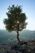Olive tree in backlight, mount Tsampika, Rhodes Olive tree in backlight, mount Tsampika, Rhodes