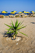 Small plant on the beach Small plant on the beach