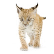 Lynx cub in front of a white background