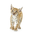 Lynx cub in front of a white background