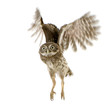 young owl in front of a white background young owl in front of a white background