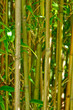 Trees background
