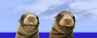 Nosey Funny Sea Lions