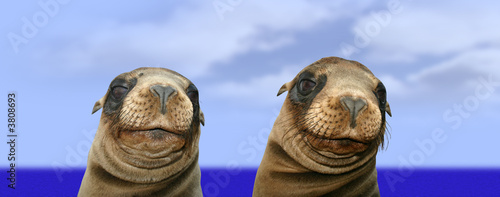 Nosey Funny Sea Lions