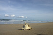 seashell on exotic beach on Ko Lanta Island,Thailand