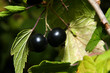 black currant