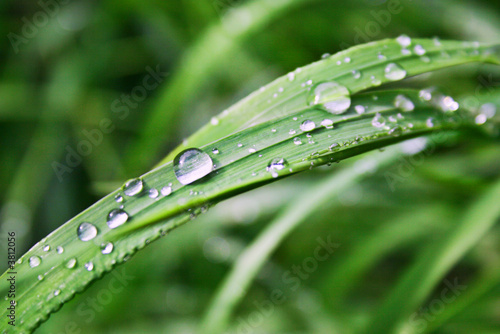 Morning summer dew