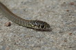 serpent