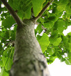 Ginkgobaum Ginkgobaum