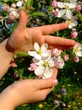 Little girl´s hands hold the apple tree blossom