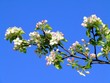 branch of apple tree