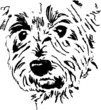 terrier terrier