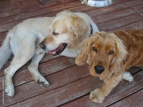 Photo: 2 Hunde - Golden Retriever und Cocker Spaniel 2 Hunde - Golden Retriever und Cocker Spaniel