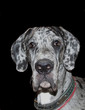 Surprised merle great dane puppy staring at the camera