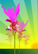 Siam Tulip