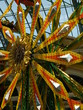 Faris Wheel at the Route 66 display in Las, Vegas.