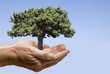 Hände mit Baum