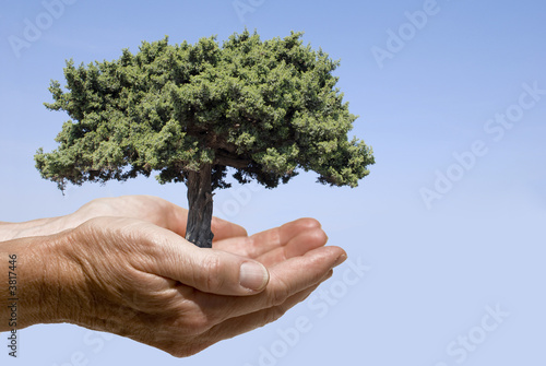 Photo: Hände mit Baum Hände mit Baum