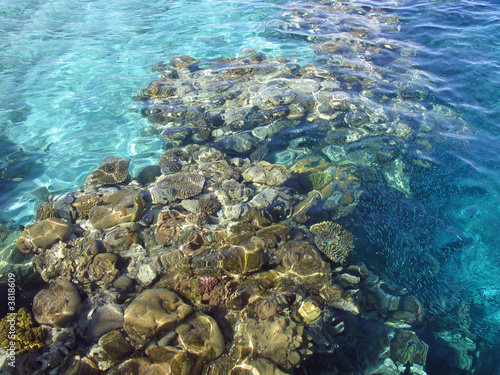 Corals reefs nature reserve in the Red Sea Eilat Israel Corals reefs nature reserve in the Red Sea Eilat Israel