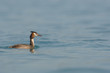 Grèbe huppé - Podiceps cristatus - Great Crested Grebe