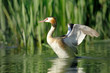 Grèbe huppé - Podiceps cristatus - Great Crested Grebe