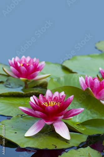 Photo: Pink exotic waterlilies blooming in pond Pink exotic waterlilies blooming in pond