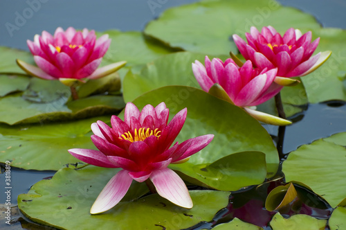 Photo: Pink exotic waterlilies blooming in pond Pink exotic waterlilies blooming in pond