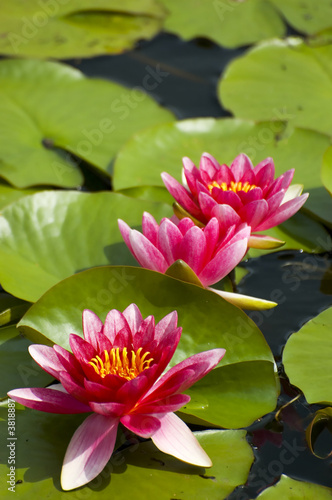 Photo: Pink exotic waterlilies blooming in pond Pink exotic waterlilies blooming in pond