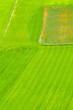 campo